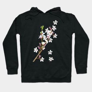 Sakura First cherry blossoms of spring delicate white and pink flowers  foliage Hoodie